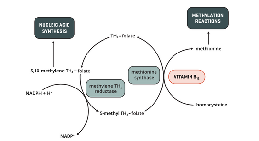 Vitamin B12 and Menopause